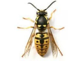 Njemačka osa - Paravespula germanica